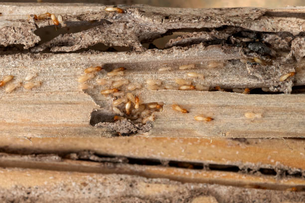 Best Exterminator Services  in Catahou, LA