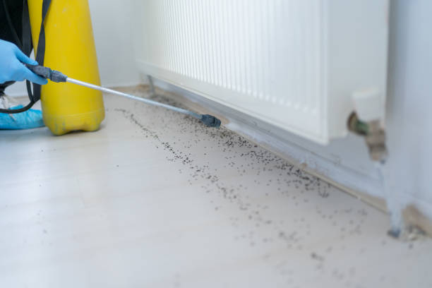 Best Local Pest Control Services  in Catahou, LA